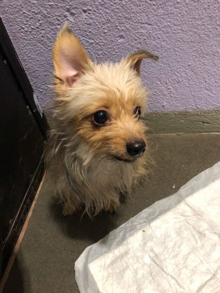 Йоркшир терьер Крысолов