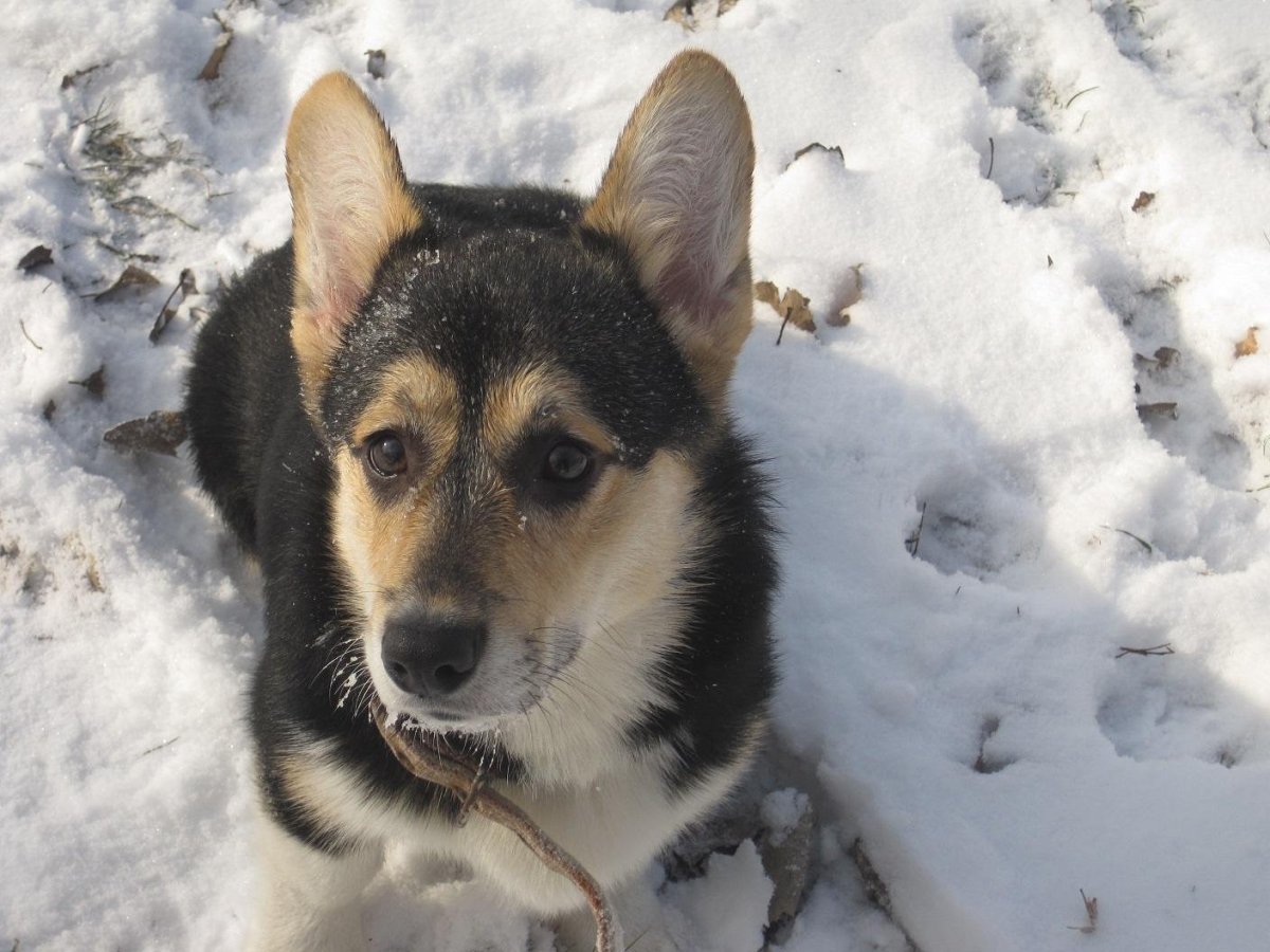 Метис вельш корги и овчарки