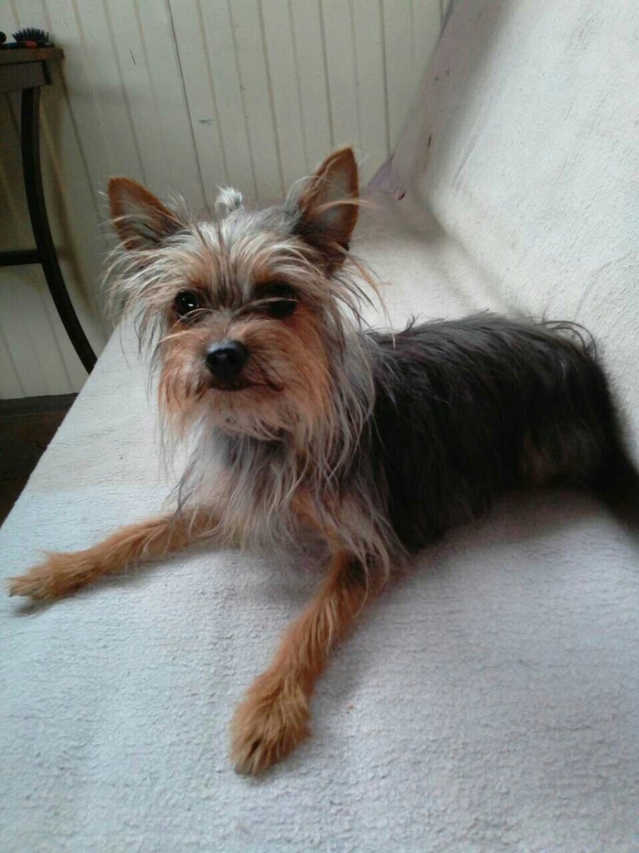 Йоркширский терьер метис