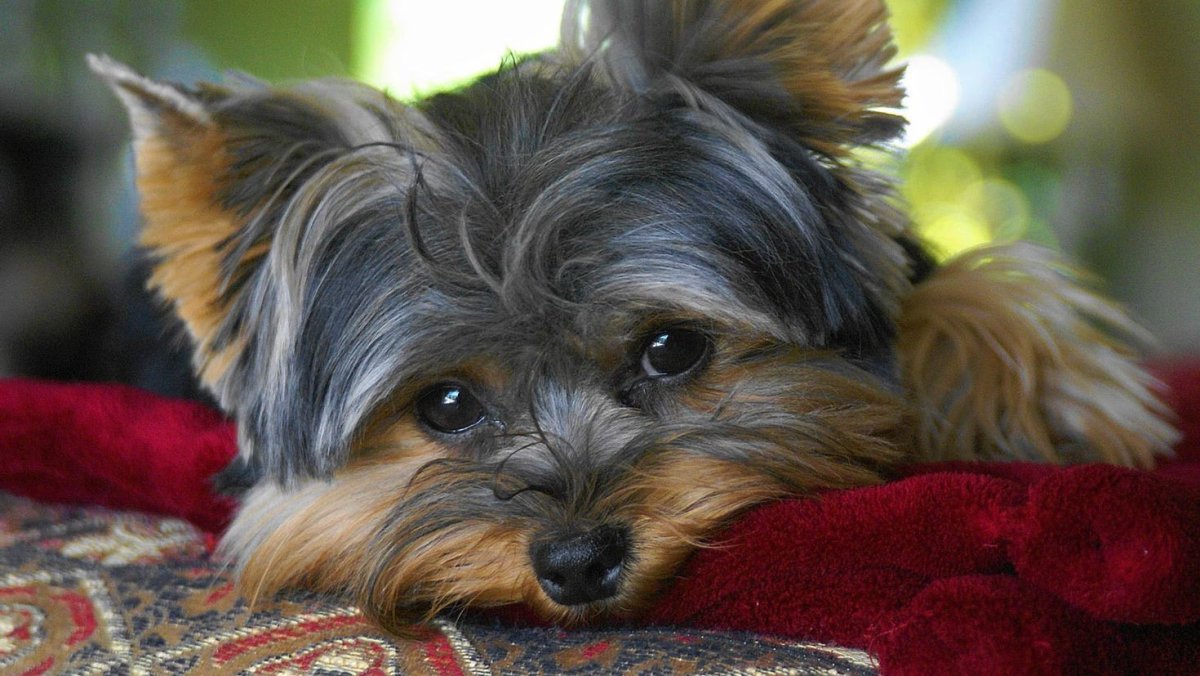 Морки собака Йорктиз