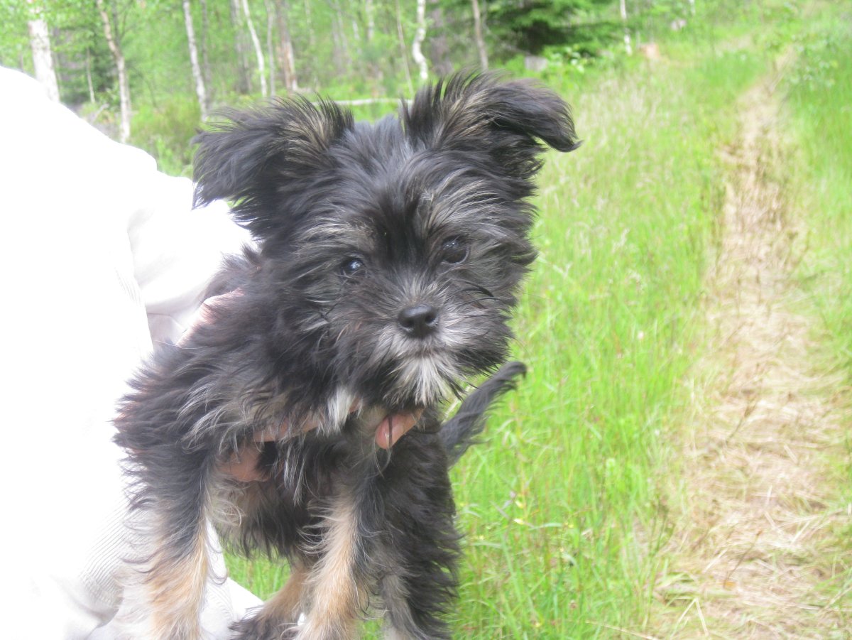 Йоркширский терьер вельш