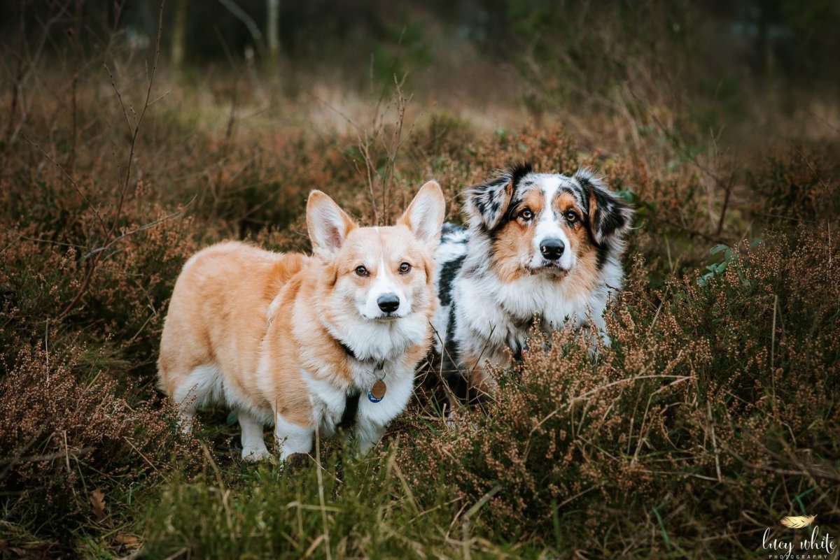 Вельш корги австралийская овчарка
