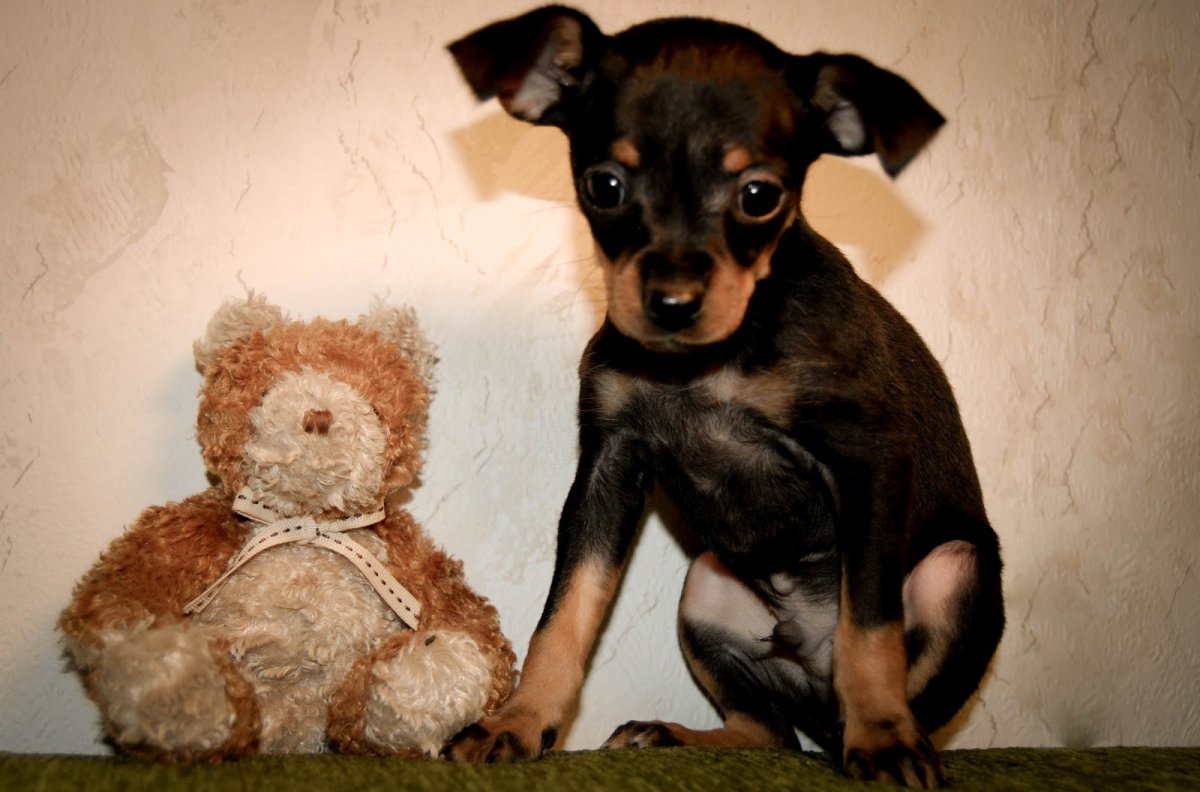 Йоркширский терьер