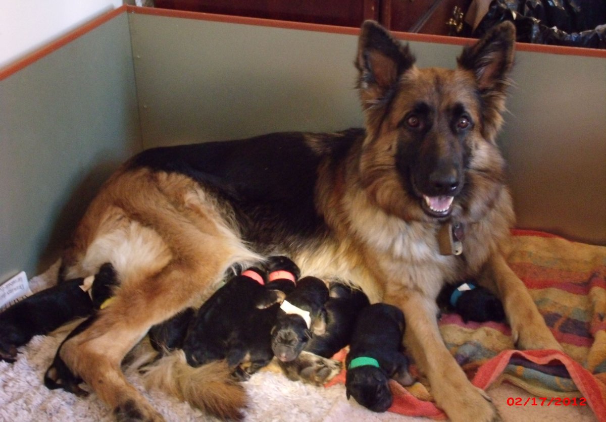 Йорк и немецкая овчарка