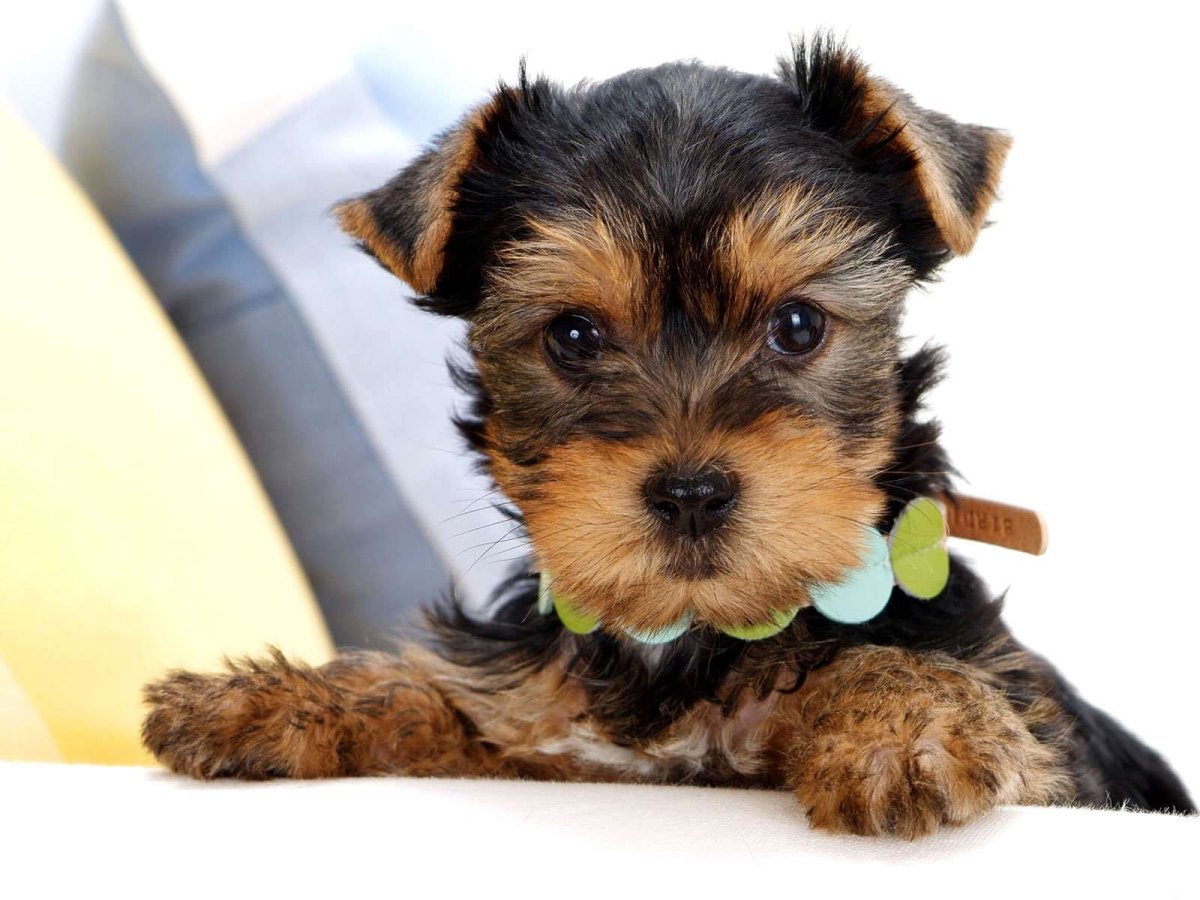 Метис Папильон+Йоркширский терьер