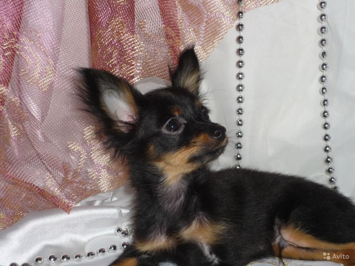 Метис Йорка и той терьера