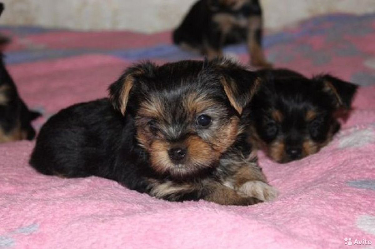 Ершистый терьер щенки