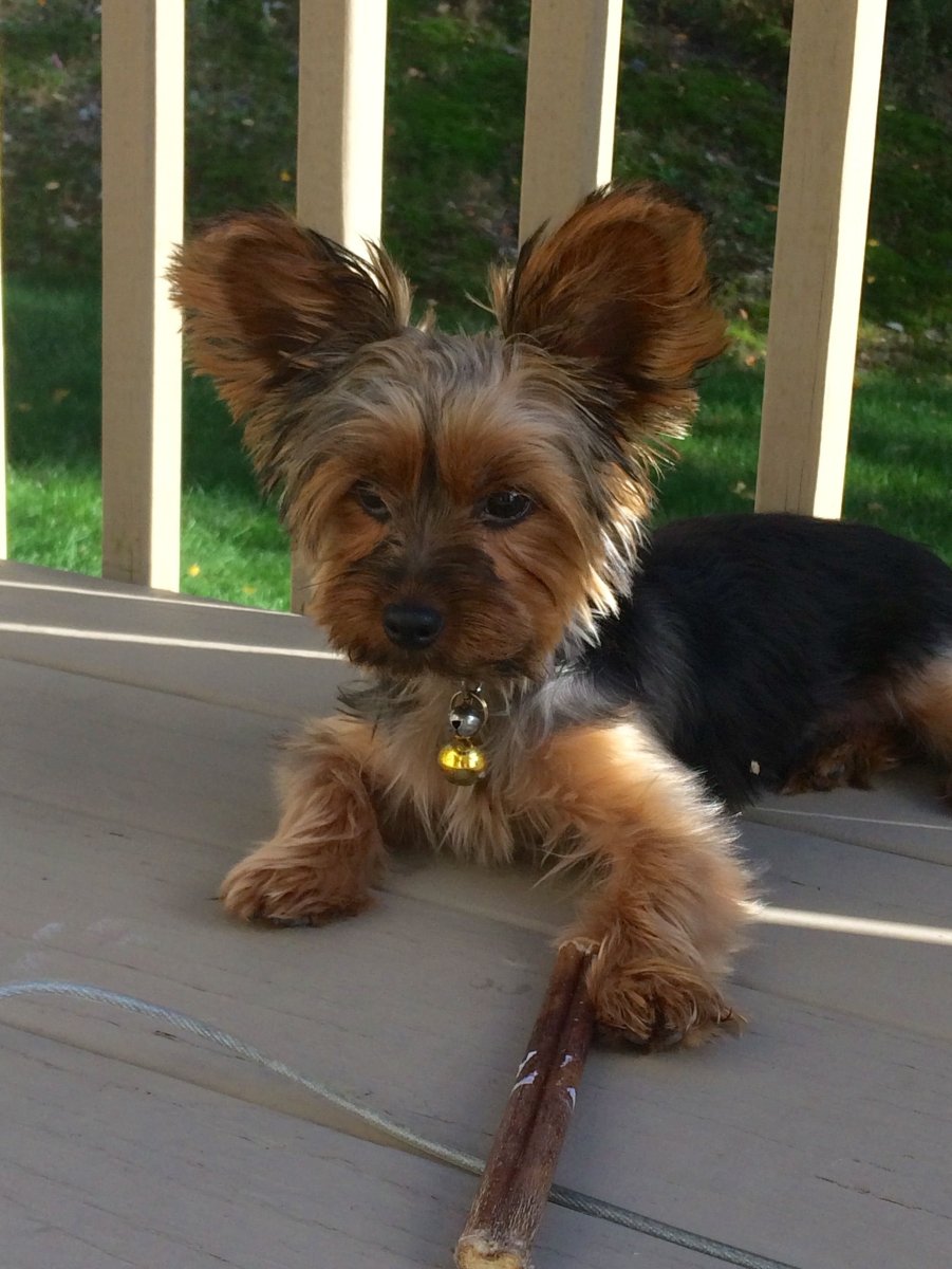 Метис Йорка и терьера