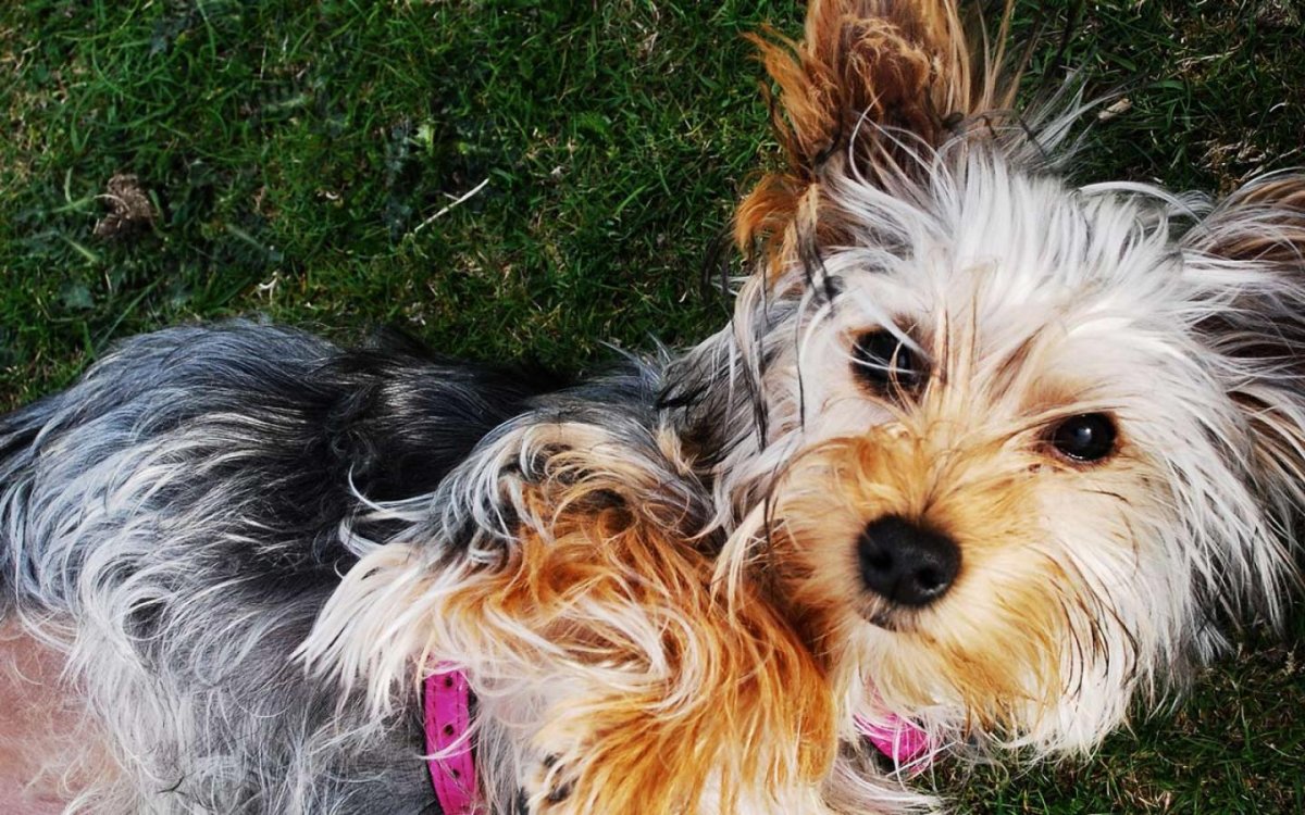 Тайсон Йоркширский терьер