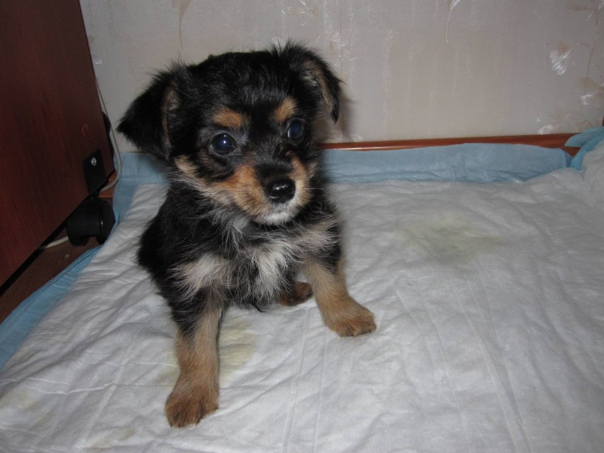 Клайдсдейл терьер