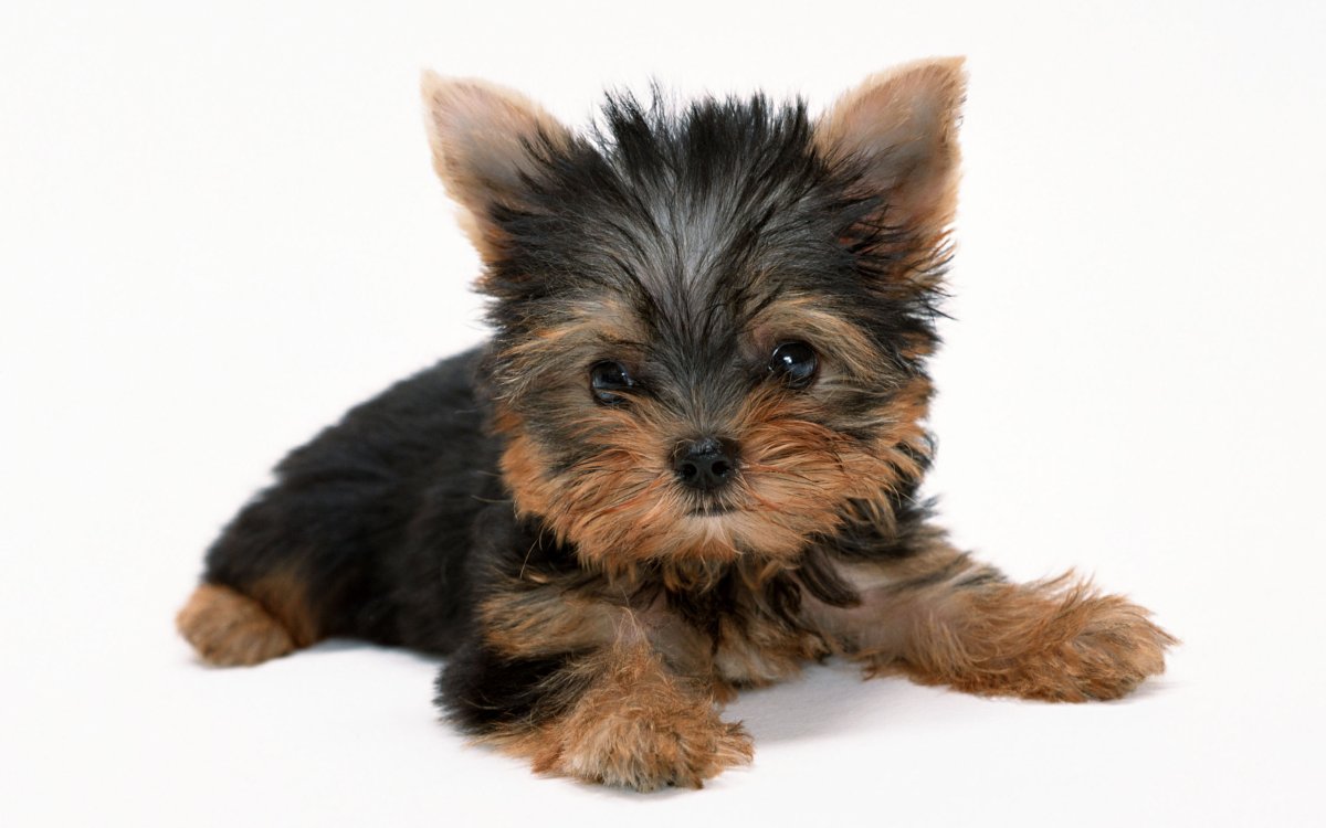 Ершистый терьер щенки 2 месяца