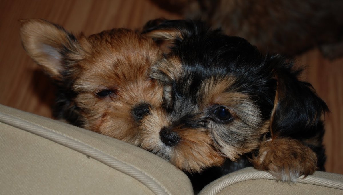 Жесткошерстный Йоркширский терьер