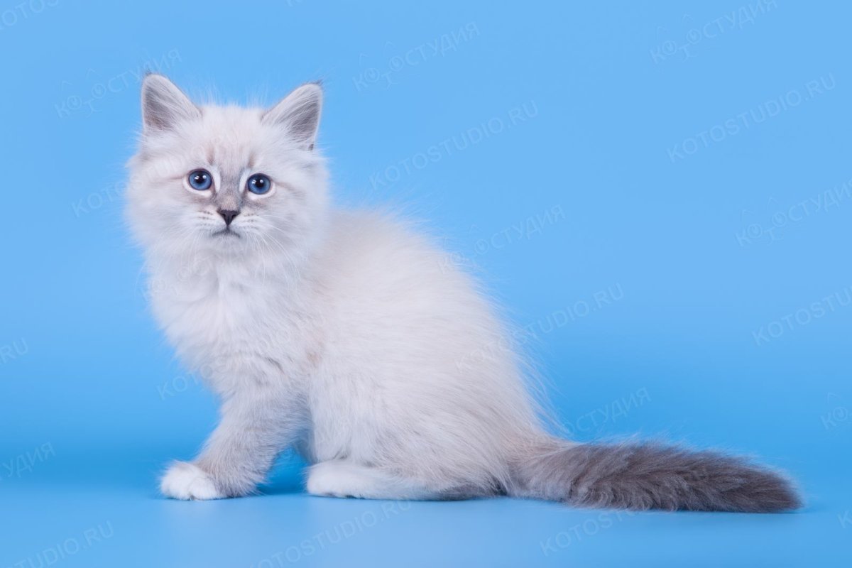 Невская маскарадная котята белые
