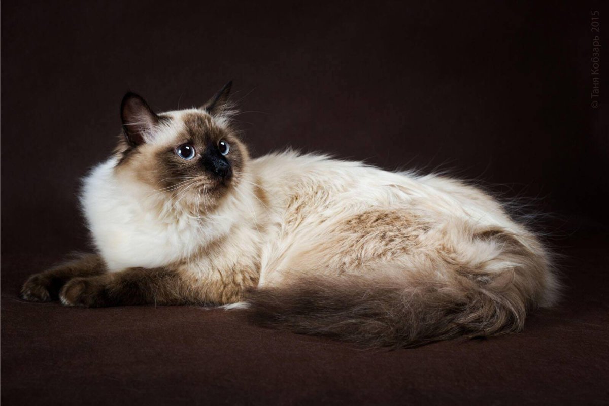 Невский маскарадный коричневый