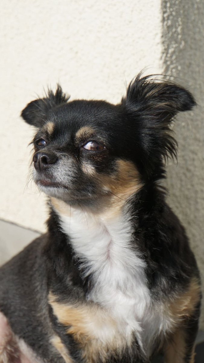 Чистокровный Йоркширский терьер