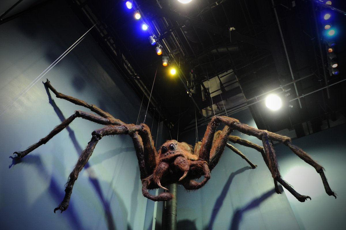 Паук из Гарри Поттера