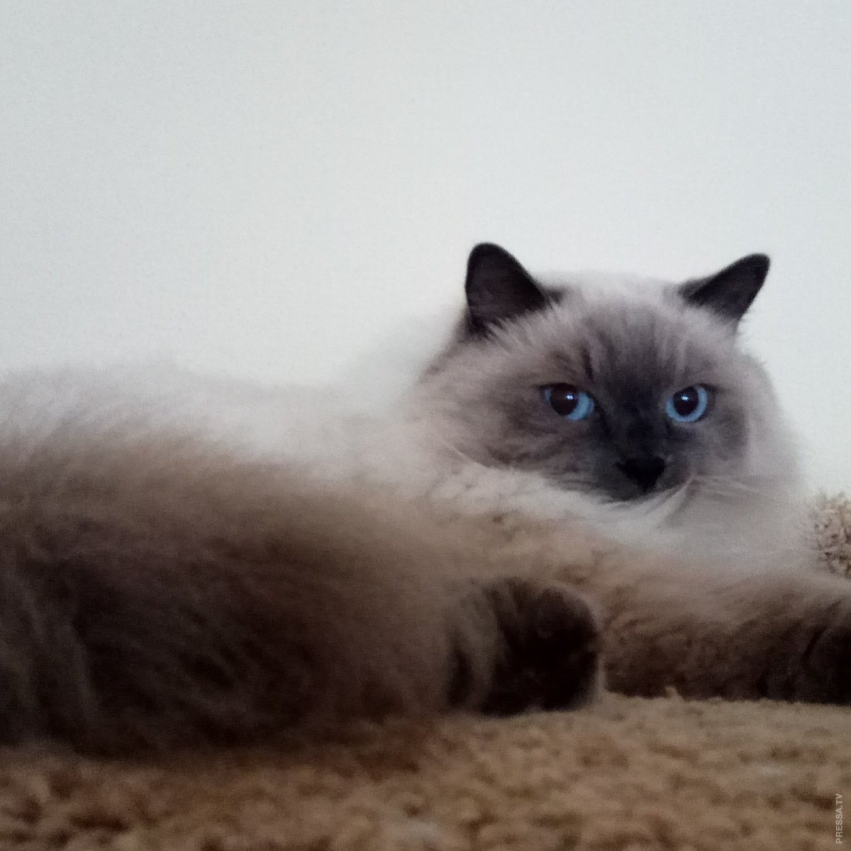 Невский маскарадный шоколад