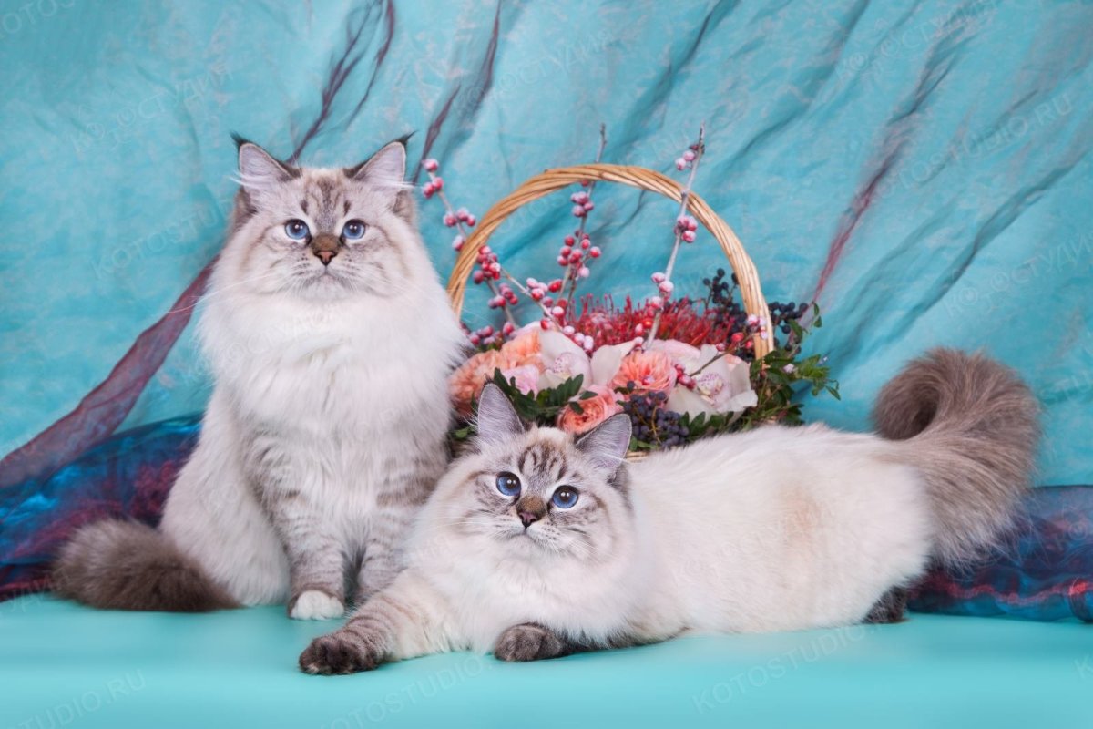 Невская маскарадная кошка