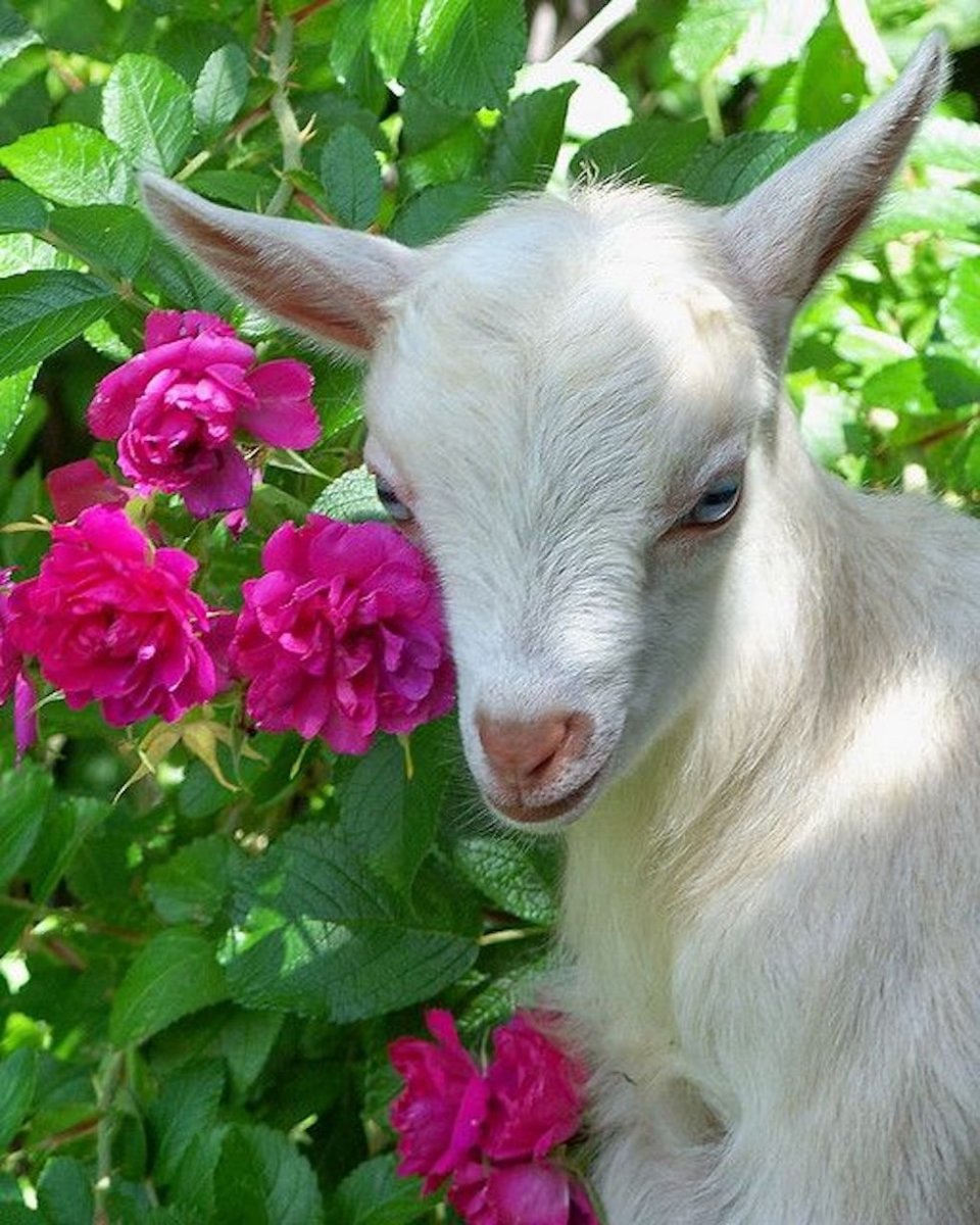 Коза белая безрогая