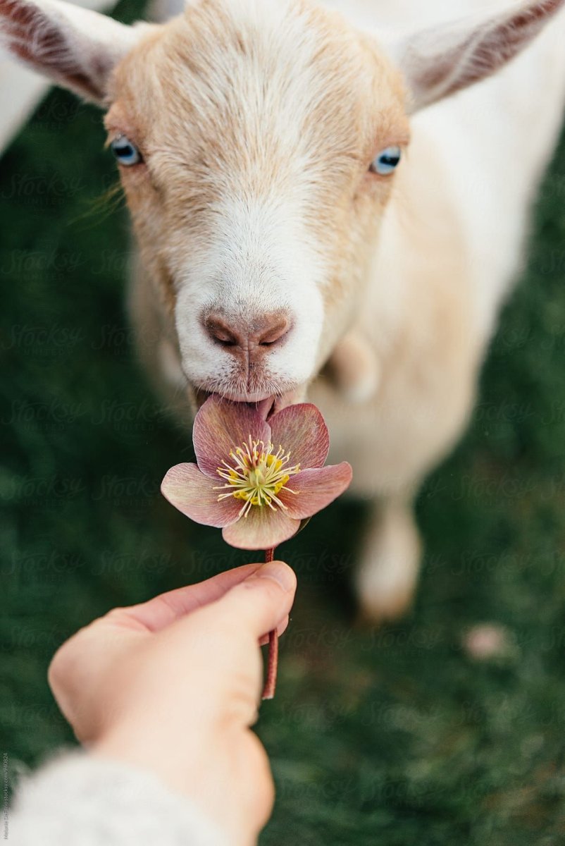 Милые козочки