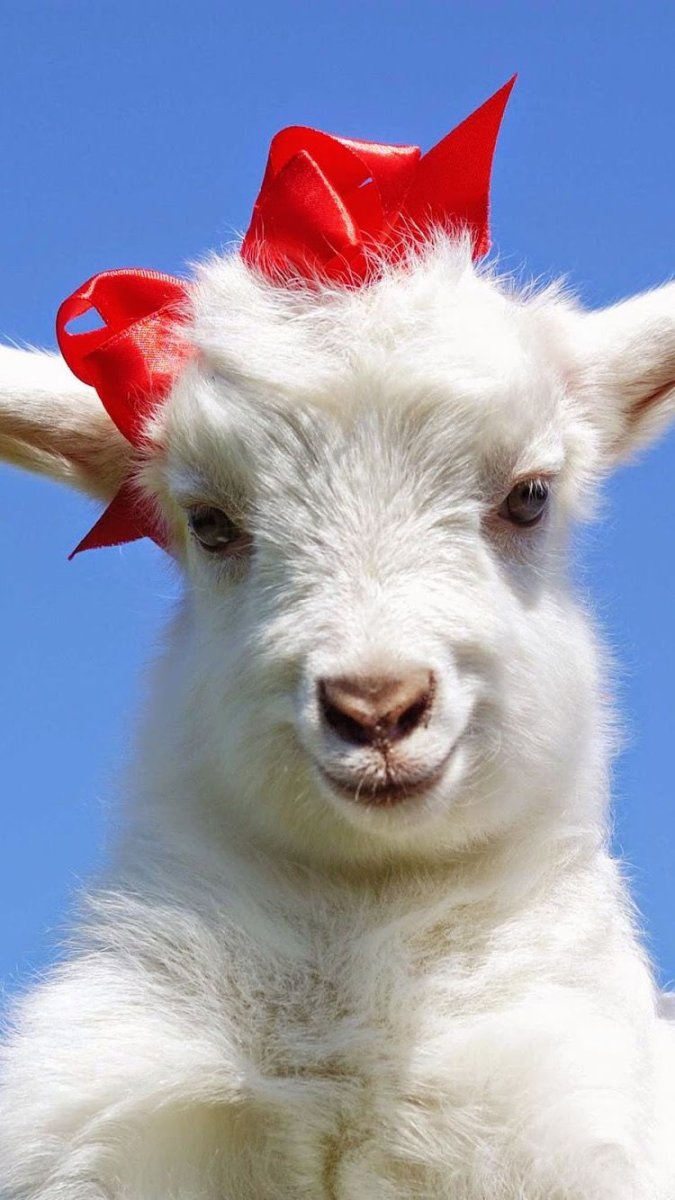 Красивый козлик