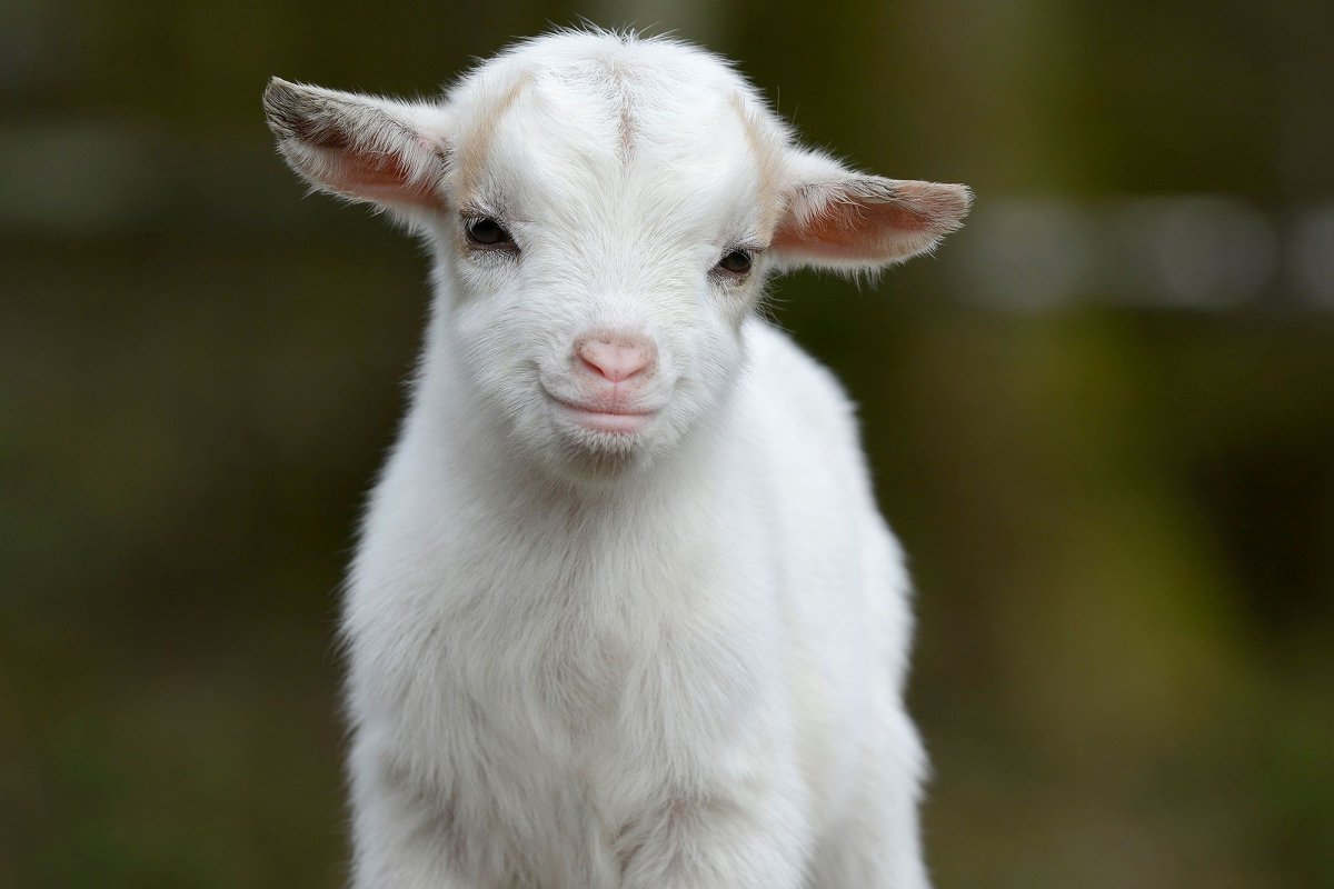 Маленькие козлята