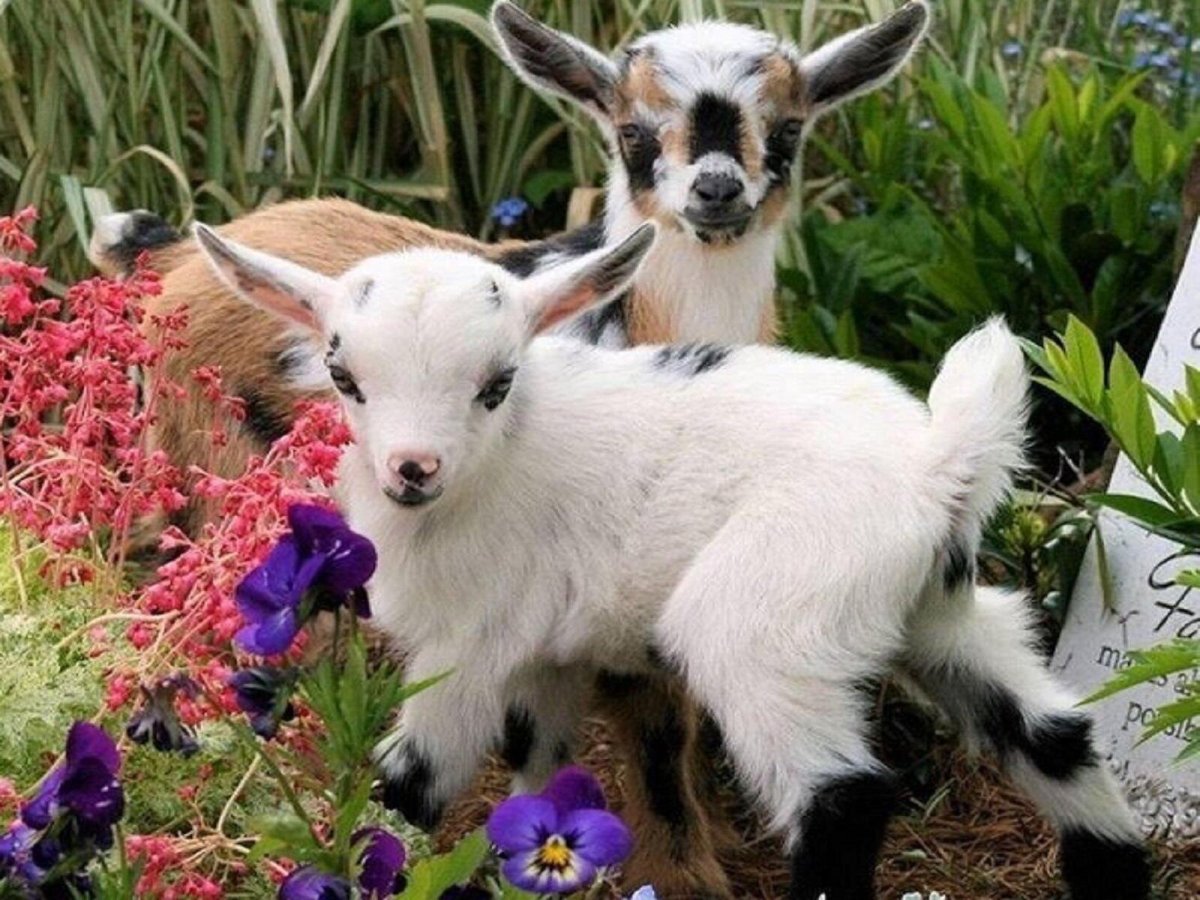 Смешной козлик