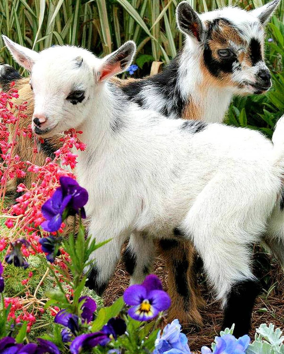 Грустный барашек