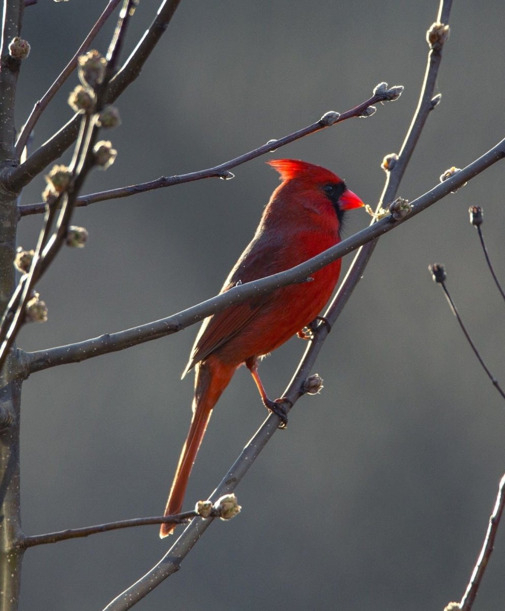 Виргинский Кардинал птица