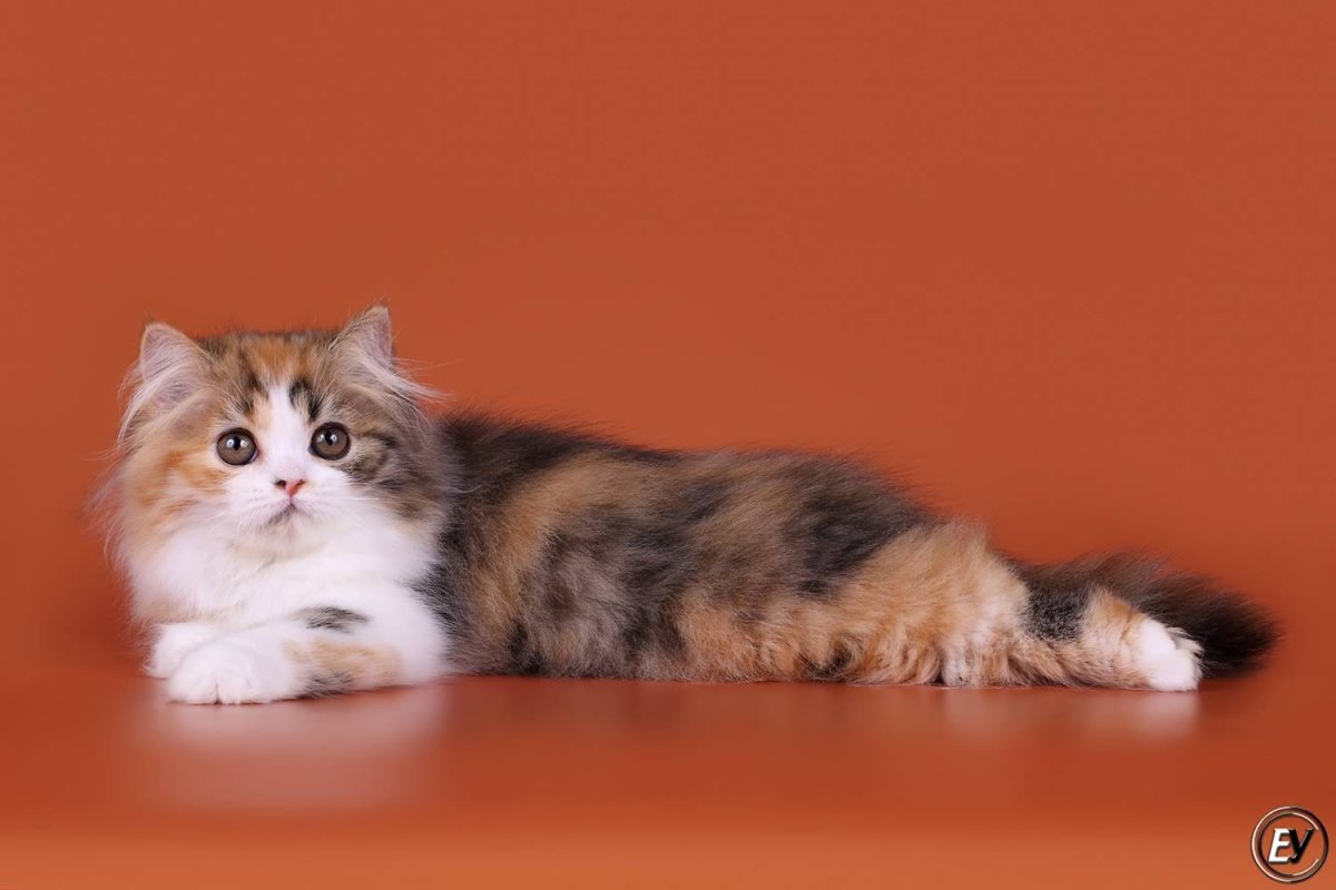 Шотландская прямоухая длинношерстная хайленд-страйт