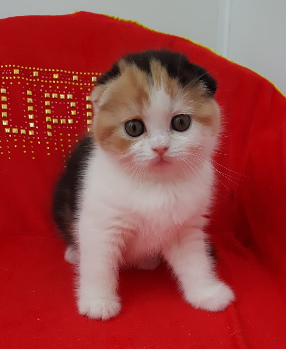 Шотландская вислоухая черепаховая