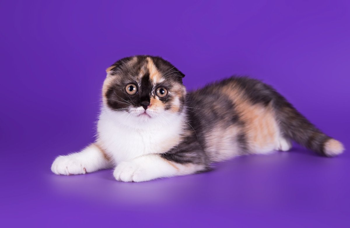 Шотландская вислоухая Калико