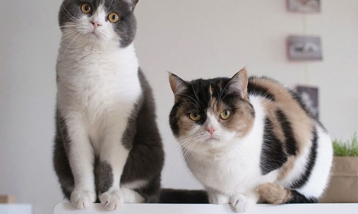 Британская трехшерстная кошка