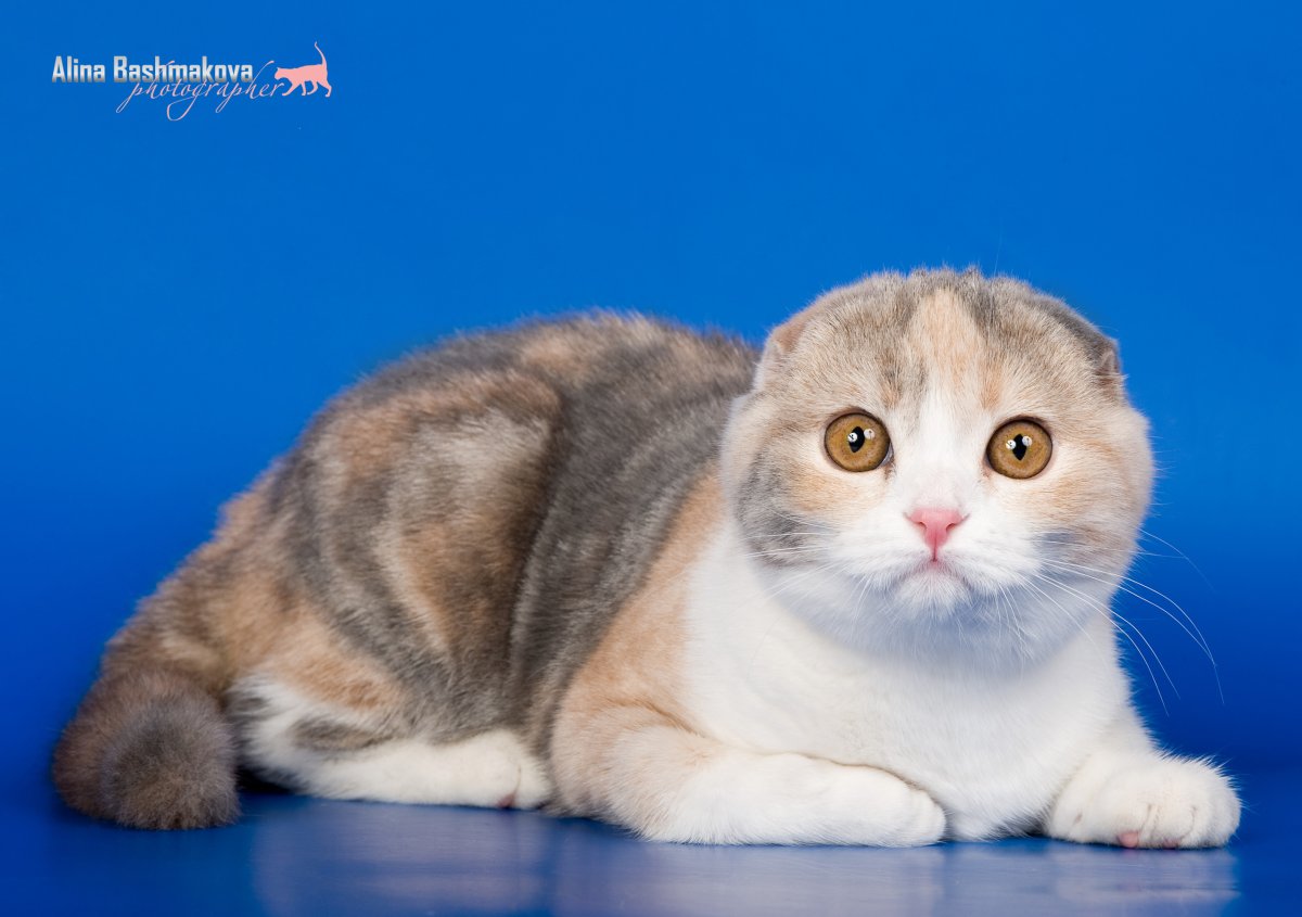 Шотландские кошки вислоухие шоу