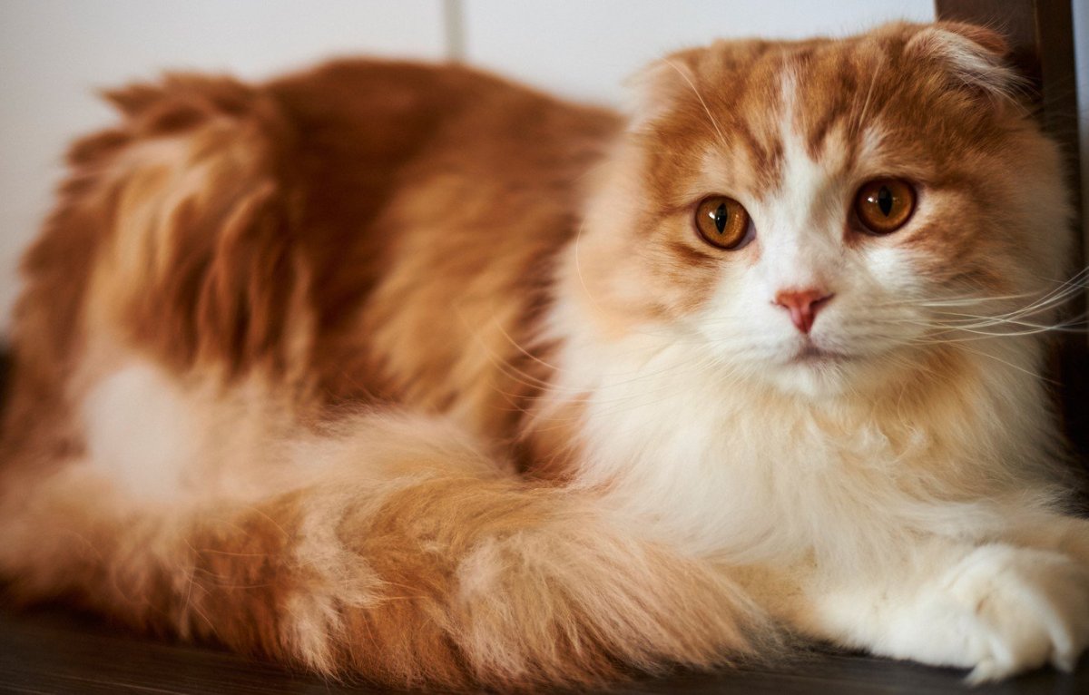 Скоттиш хайленд фолд рыжий