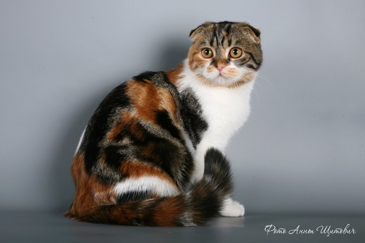 Шотландский скоттиш фолд черепаховая