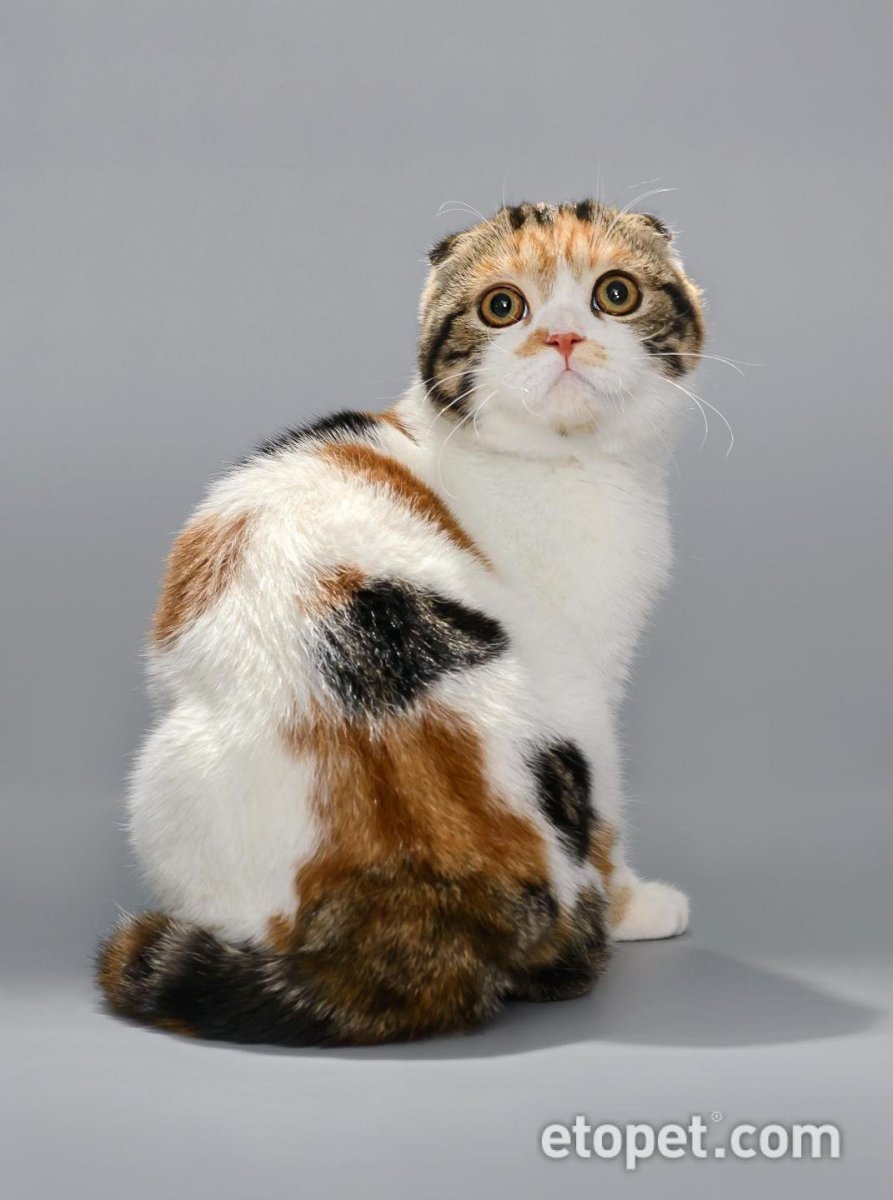 Шотландская вислоухая трехшерстная