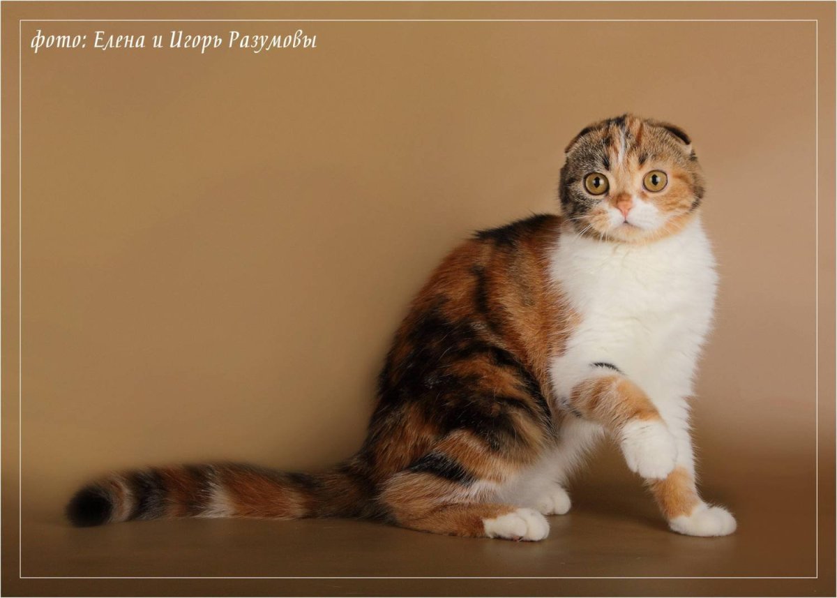 Скоттиш фолд черепаховый