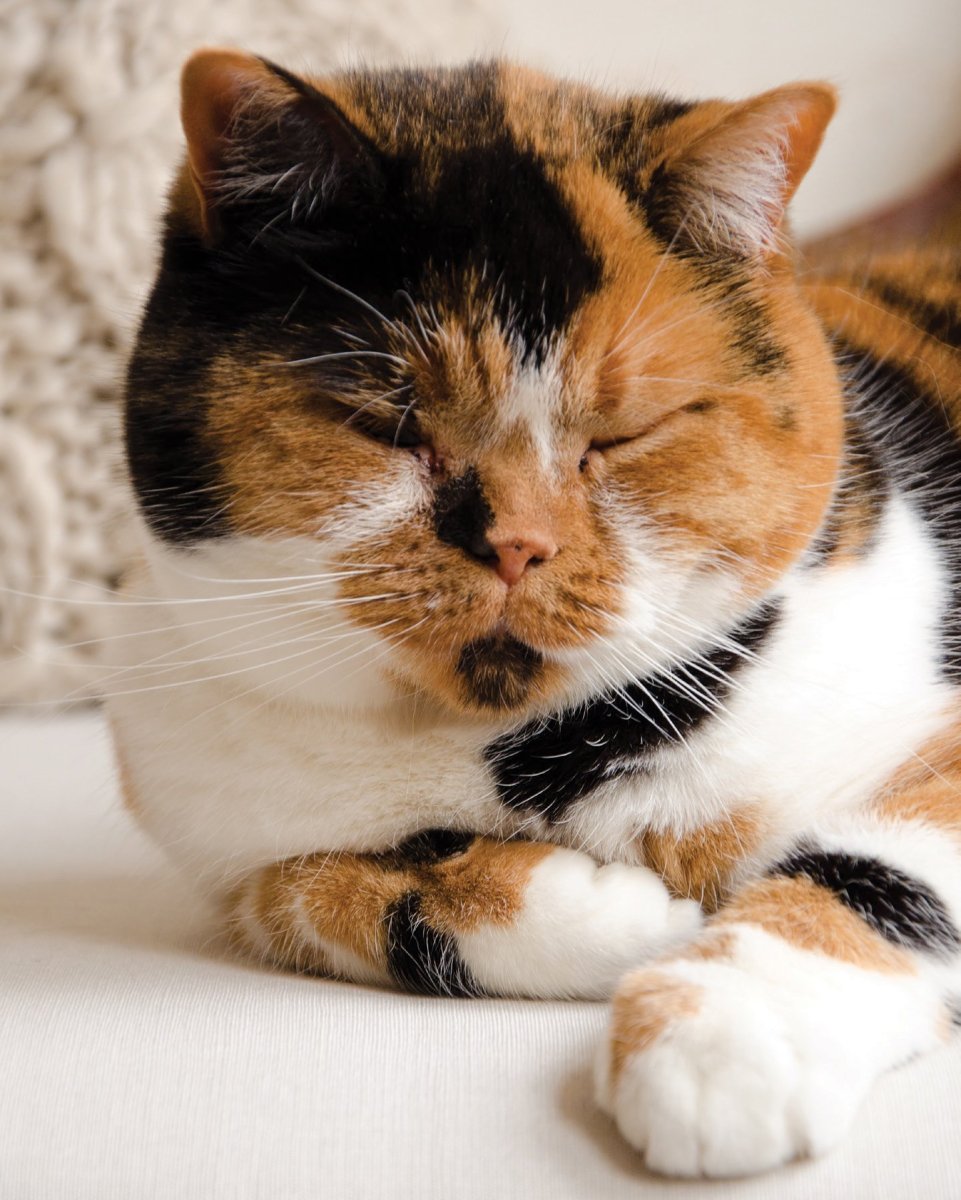 Британская трехшерстная кошка