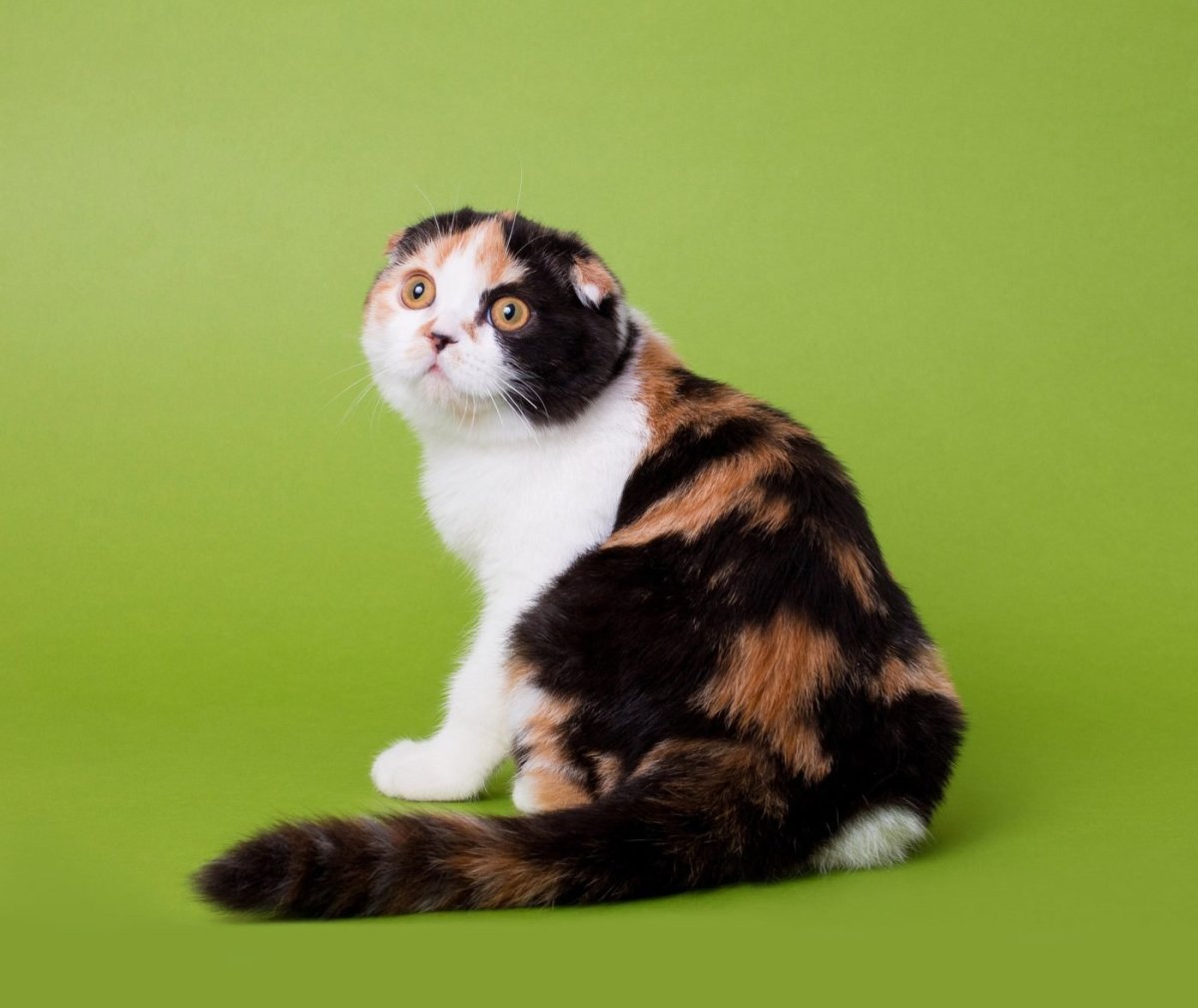 Шотландская вислоухая черепаховая