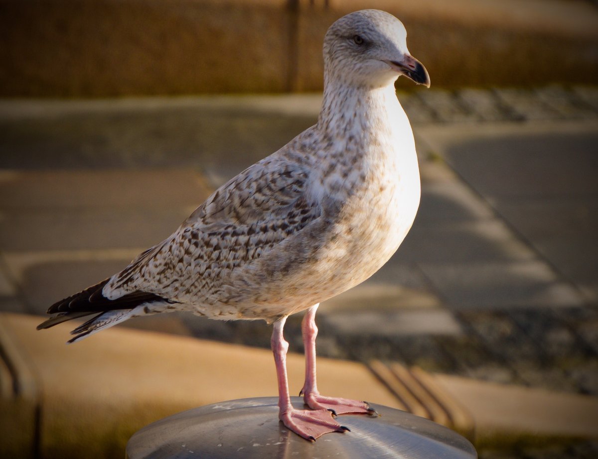 Пестрая Чайка