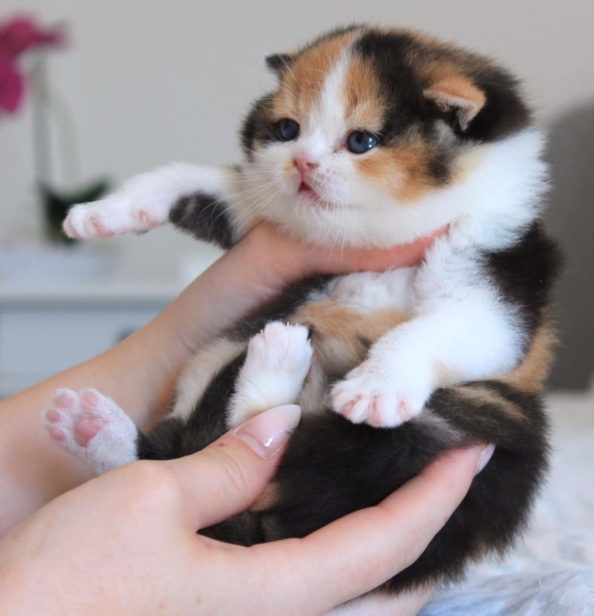 Манчкин Шотландская вислоухая