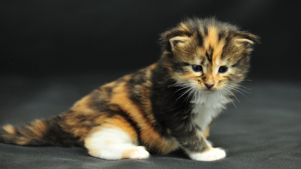 Вислоухие котята трехцветные