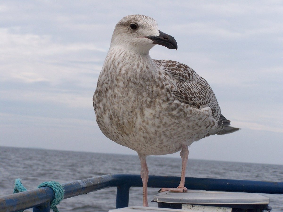 Цыпленок Чайки