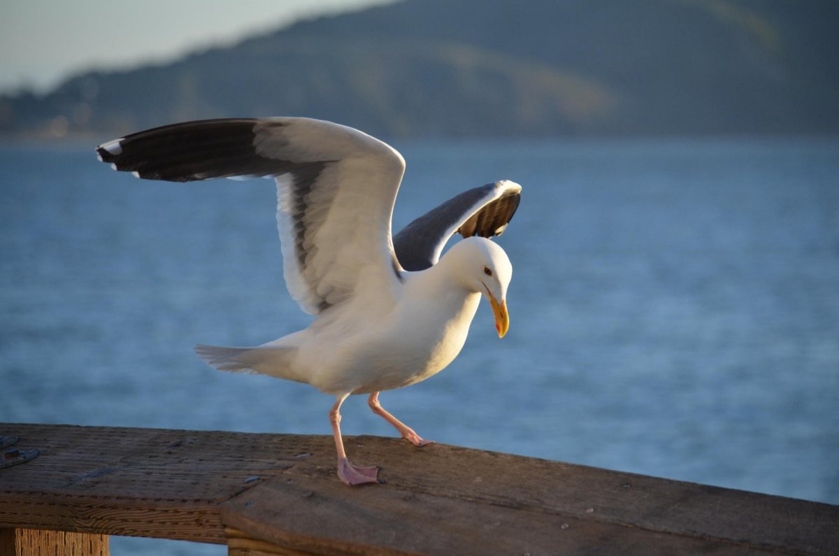 Чайка Черноморская пятнистая