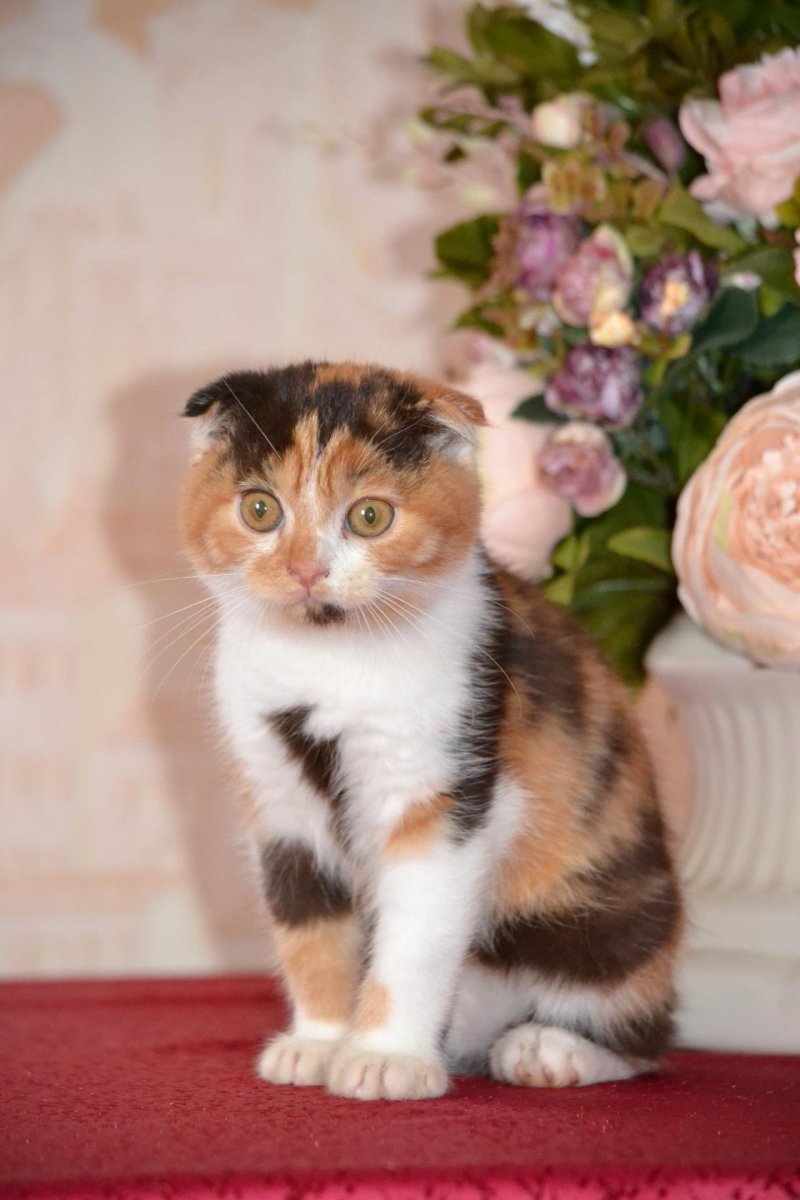 Шотландская вислоухая кошка трехцветная