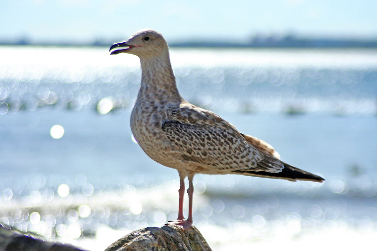 Чайка Черноморская пятнистая