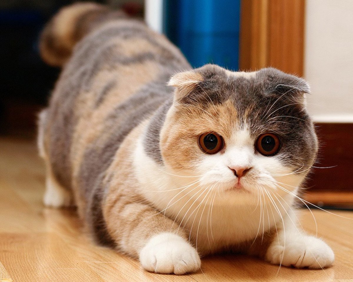 Манчкин коты вислоухий пятнистый