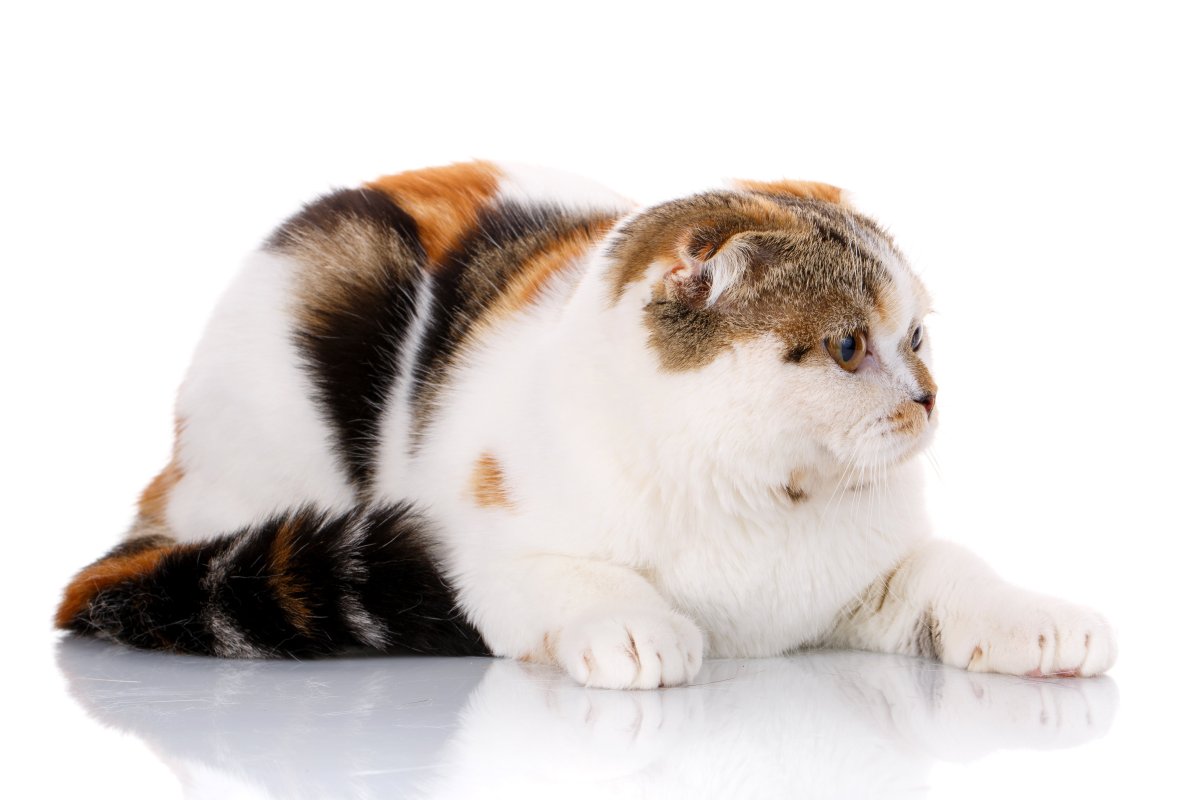 Шотландская вислоухая кошка трехцветная