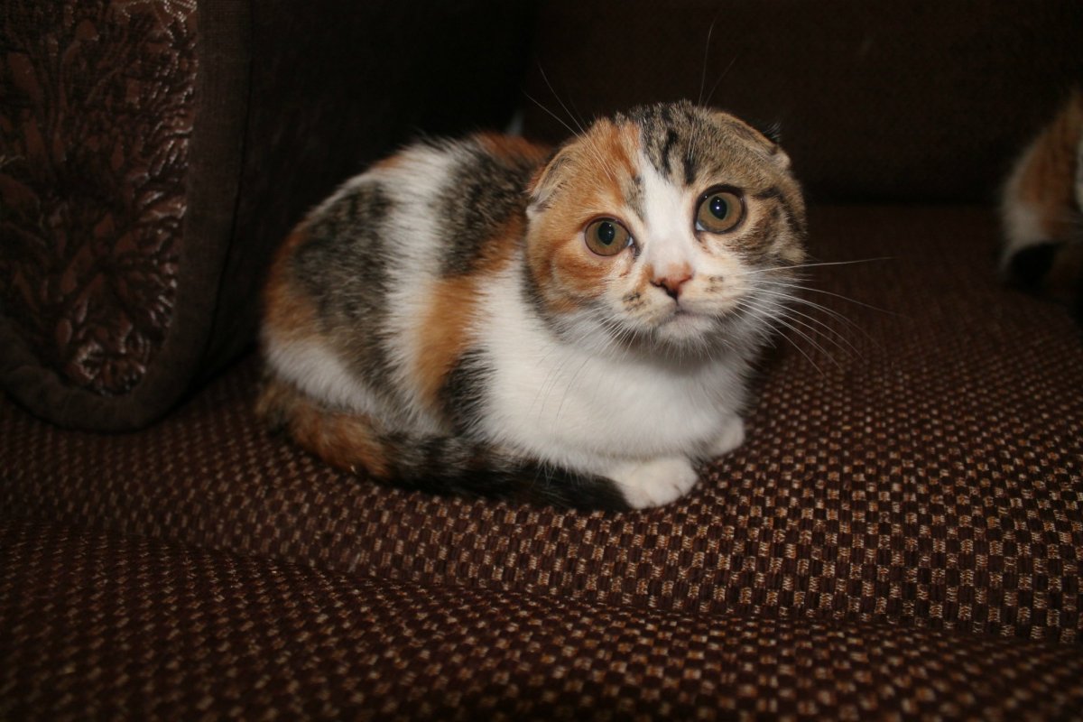 Британская вислоухая кошка трехшерстная